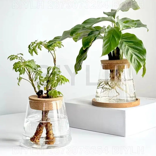 "Hydroponic Glass Vase with Base Tray
"