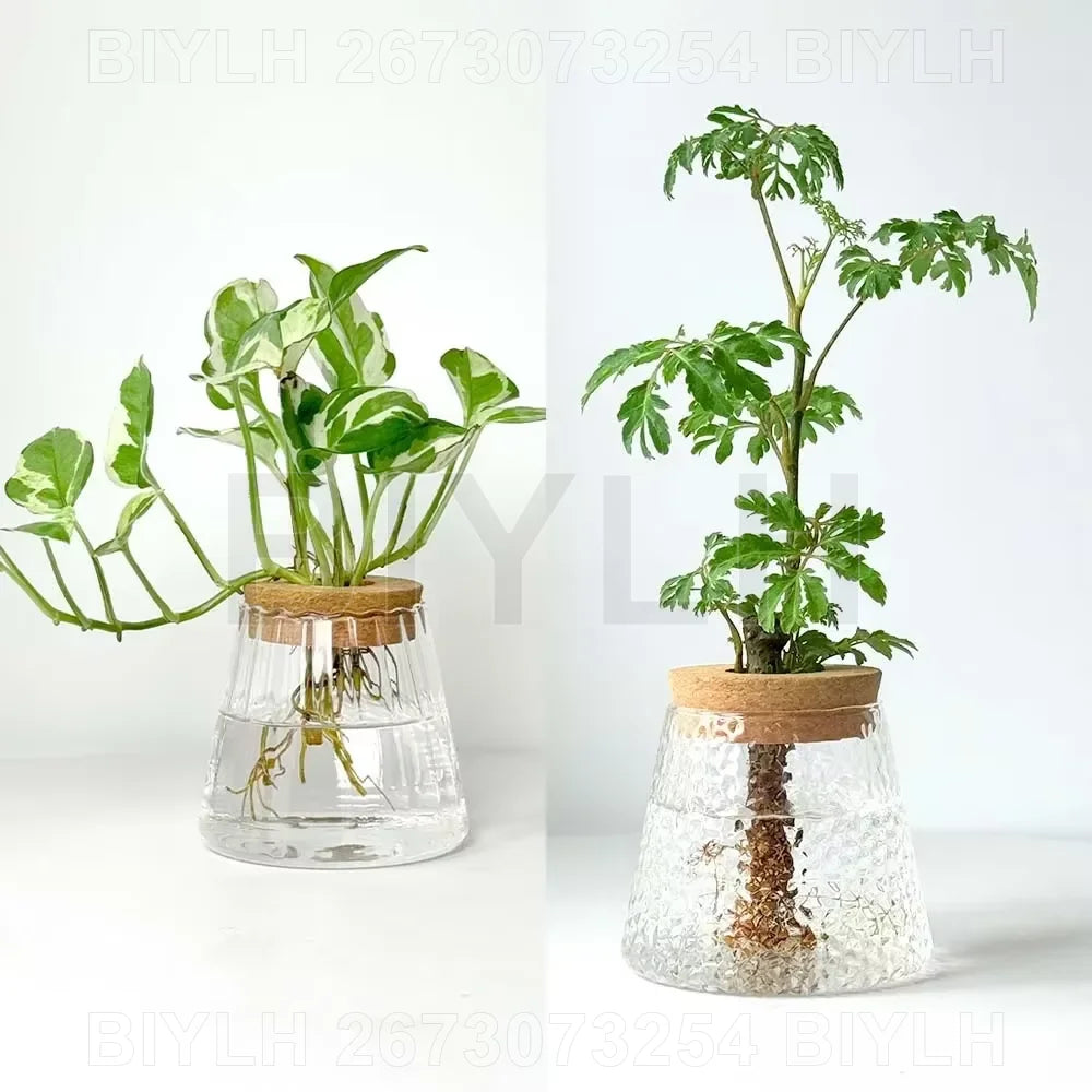 "Hydroponic Glass Vase with Base Tray
"