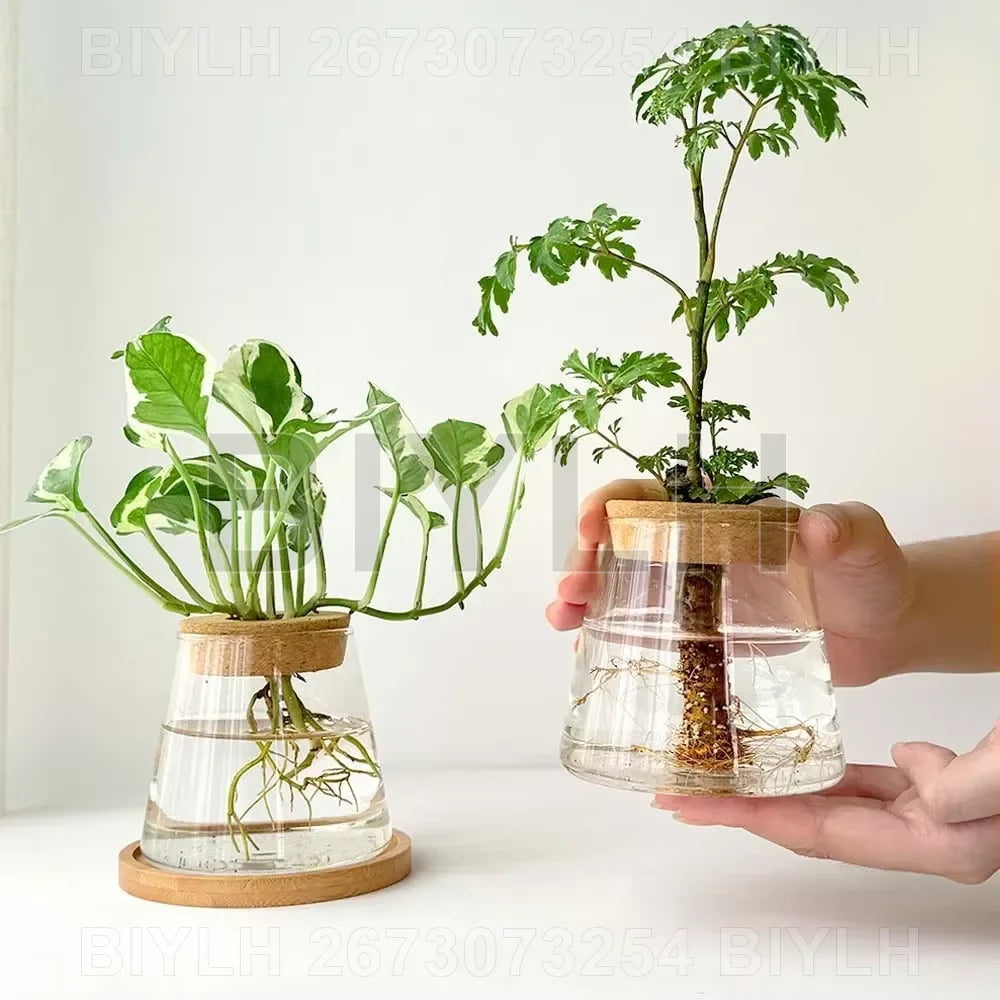 "Hydroponic Glass Vase with Base Tray
"