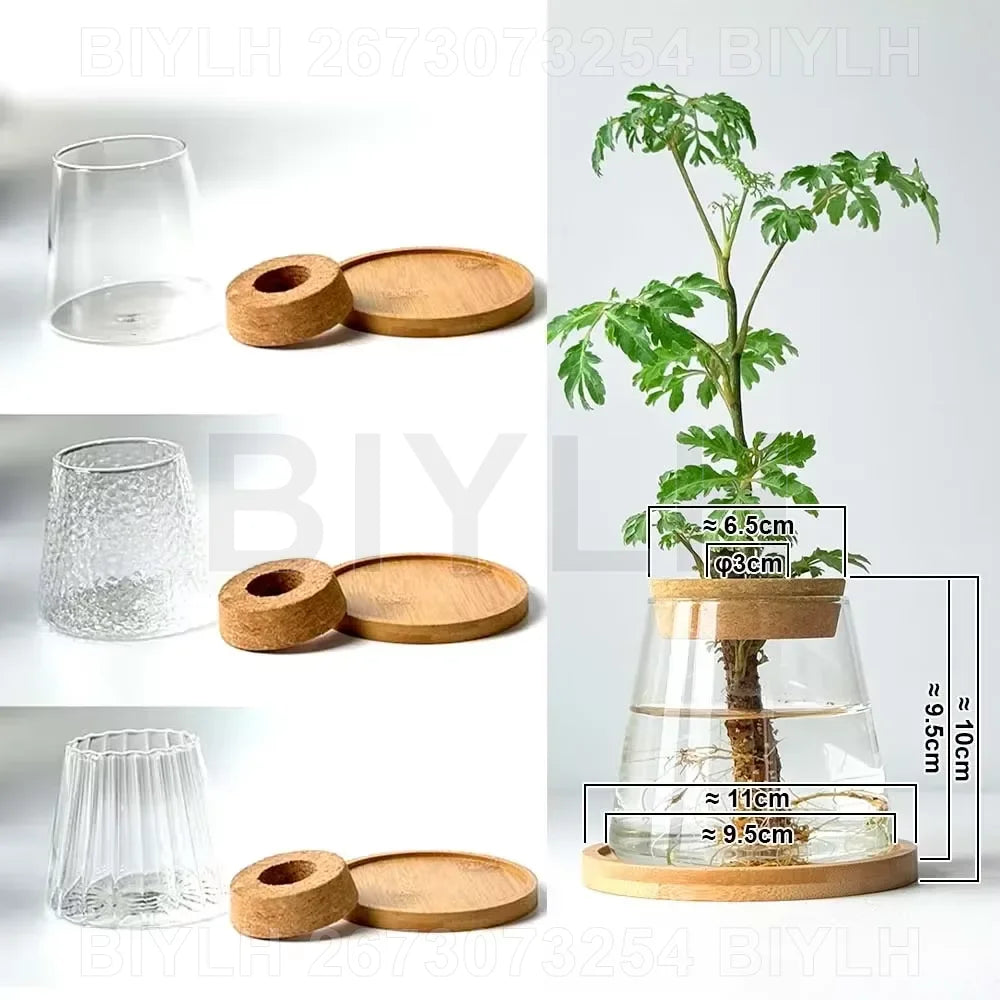 "Hydroponic Glass Vase with Base Tray
"