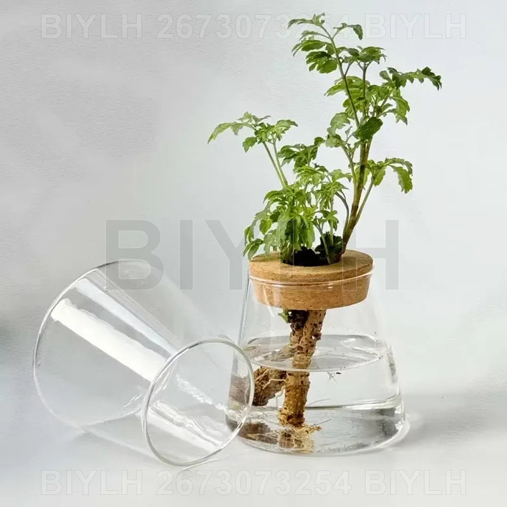 "Hydroponic Glass Vase with Base Tray
"